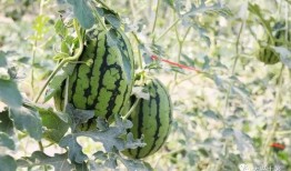 莱阳吃瓜网红,揭秘网络红人背后的故事